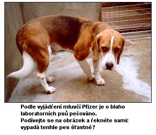 [Podle vyjádření mluvčí Pfizer je o blaho laboratorních psů pečováno. Podívejte se na obrázek a řekněte sami: vypadá tenhle pes šťastně?]